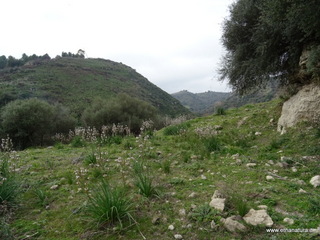 Necropoli Ossena